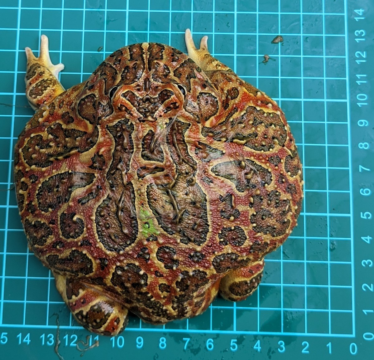 純血ベルツノガエル ベルツノガエル Lサイズ【国産純血】 | アクアショップ 青