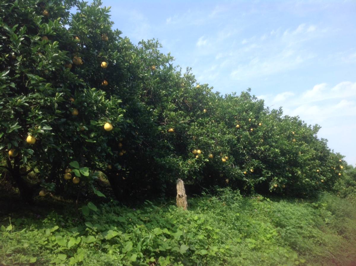 愛媛県愛南町産美生柑 (河内晩柑)サイズ色々 20キロ箱いっぱい_1