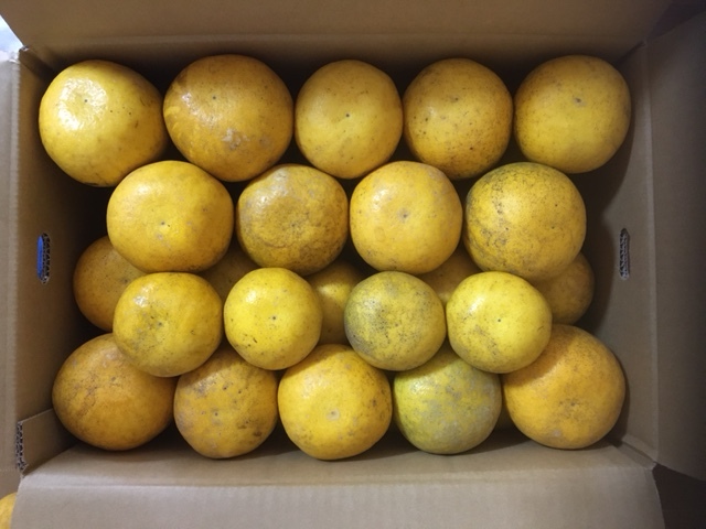 愛媛県愛南町産美生柑 (河内晩柑)サイズ色々 20キロ箱いっぱい_2