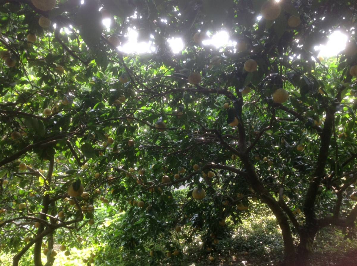 愛媛県愛南町産美生柑 (河内晩柑)サイズ色々 20キロ箱いっぱい_4