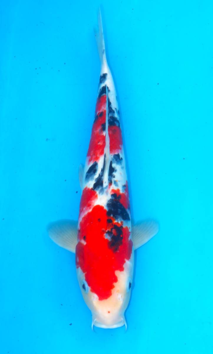 ☆丸誠養魚場産地直送　優秀品2割引きセール　19-38　大正三色　４０センチ　優良個体☆