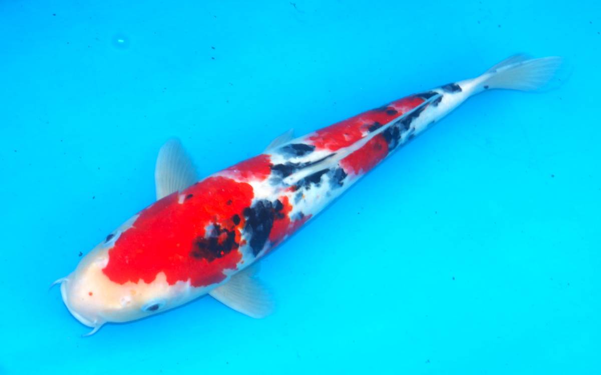 ☆丸誠養魚場産地直送　優秀品2割引きセール　19-38　大正三色　４０センチ　優良個体☆