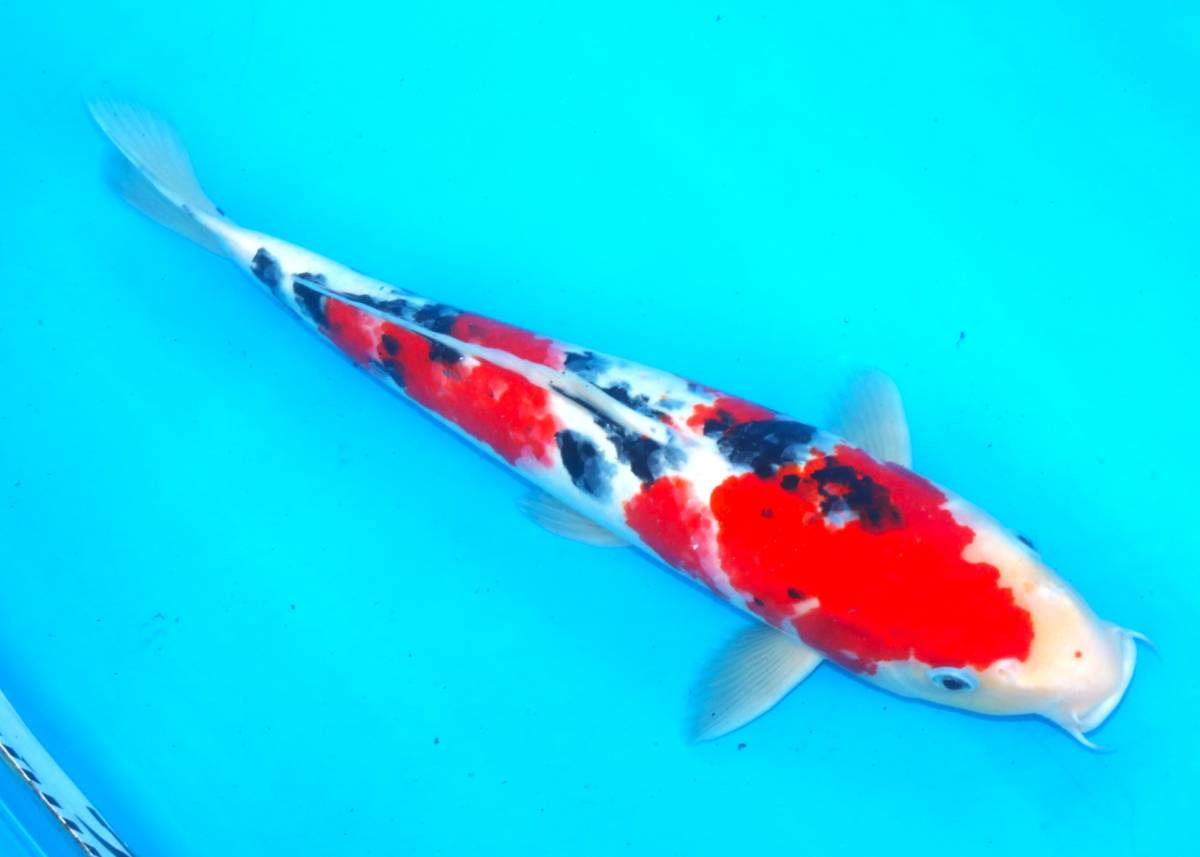 ☆丸誠養魚場産地直送　優秀品2割引きセール　19-38　大正三色　４０センチ　優良個体☆