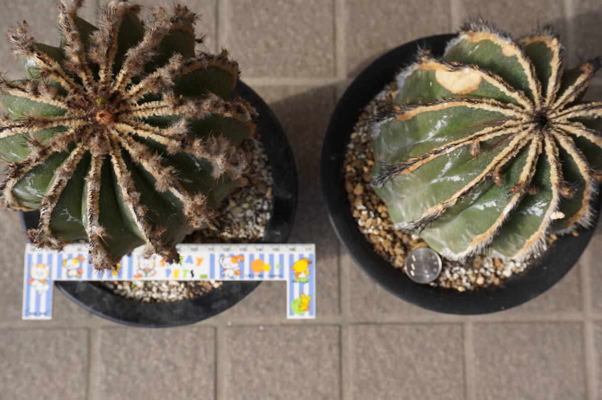 ペクチニフェラ２個セット、標本級、幅１２㎝程度、実生_1