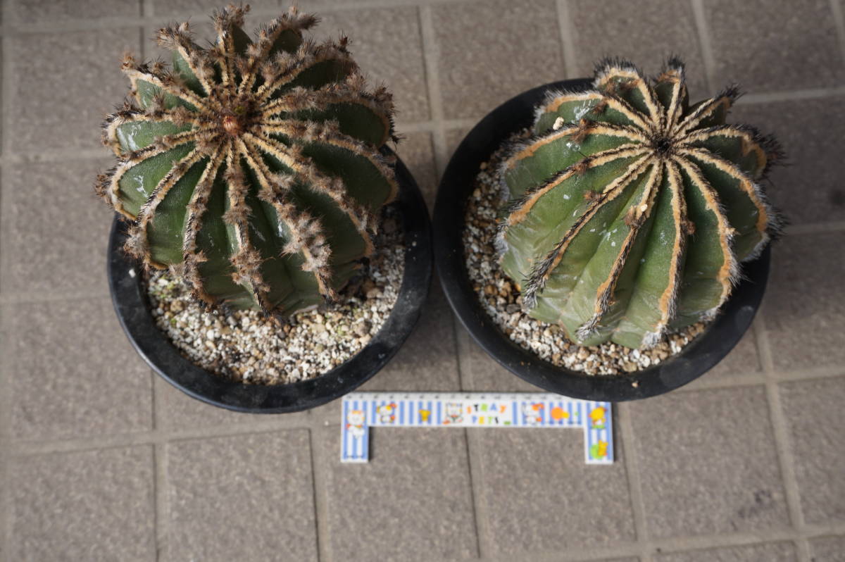 ペクチニフェラ２個セット、標本級、幅１２㎝程度、実生_10