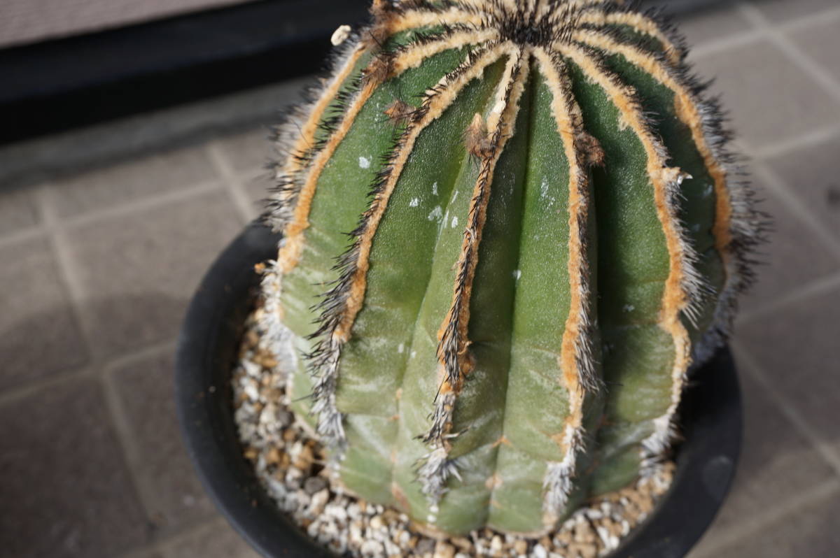 ペクチニフェラ２個セット、標本級、幅１２㎝程度、実生_4