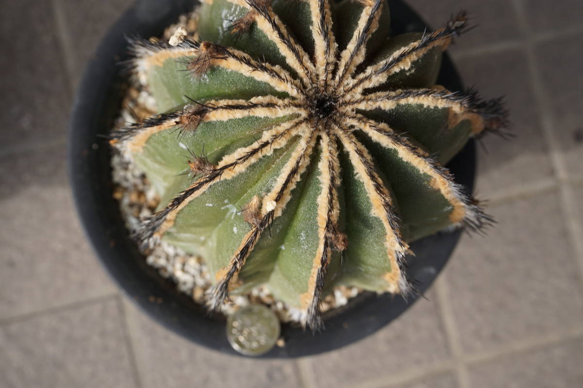 ペクチニフェラ２個セット、標本級、幅１２㎝程度、実生_5