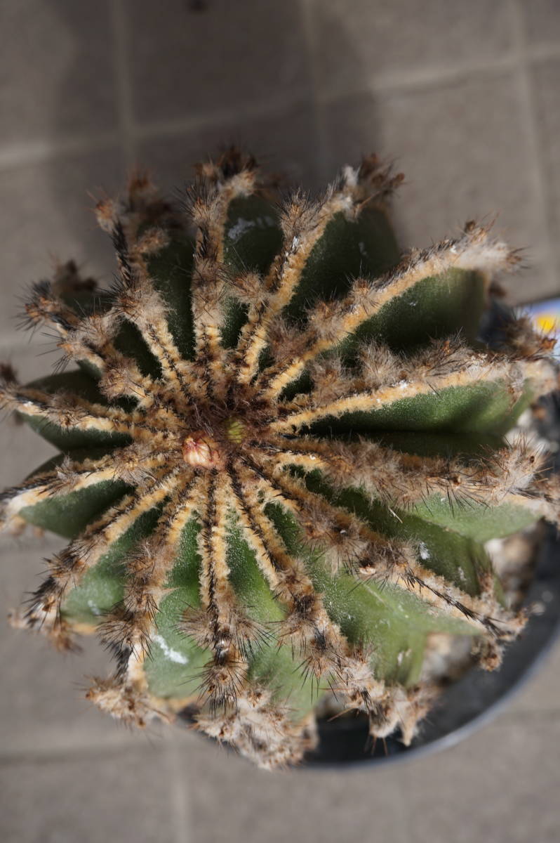 ペクチニフェラ２個セット、標本級、幅１２㎝程度、実生_6