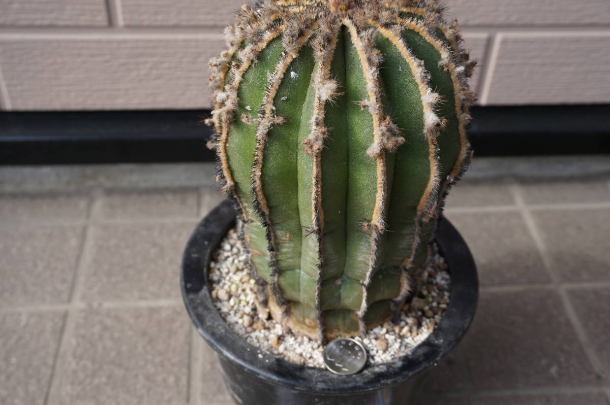 ペクチニフェラ２個セット、標本級、幅１２㎝程度、実生_7