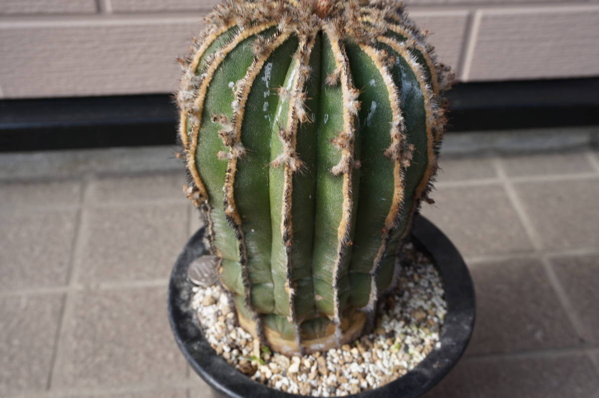 ペクチニフェラ２個セット、標本級、幅１２㎝程度、実生_8