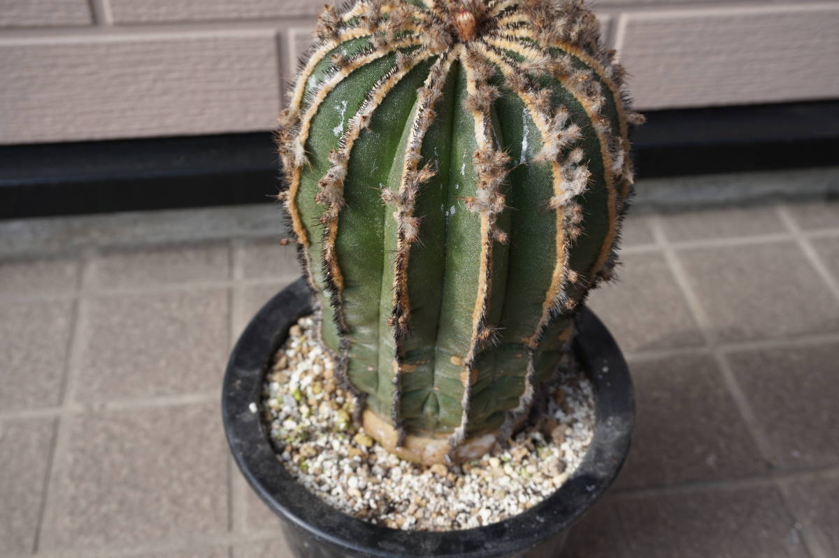 ペクチニフェラ２個セット、標本級、幅１２㎝程度、実生_9