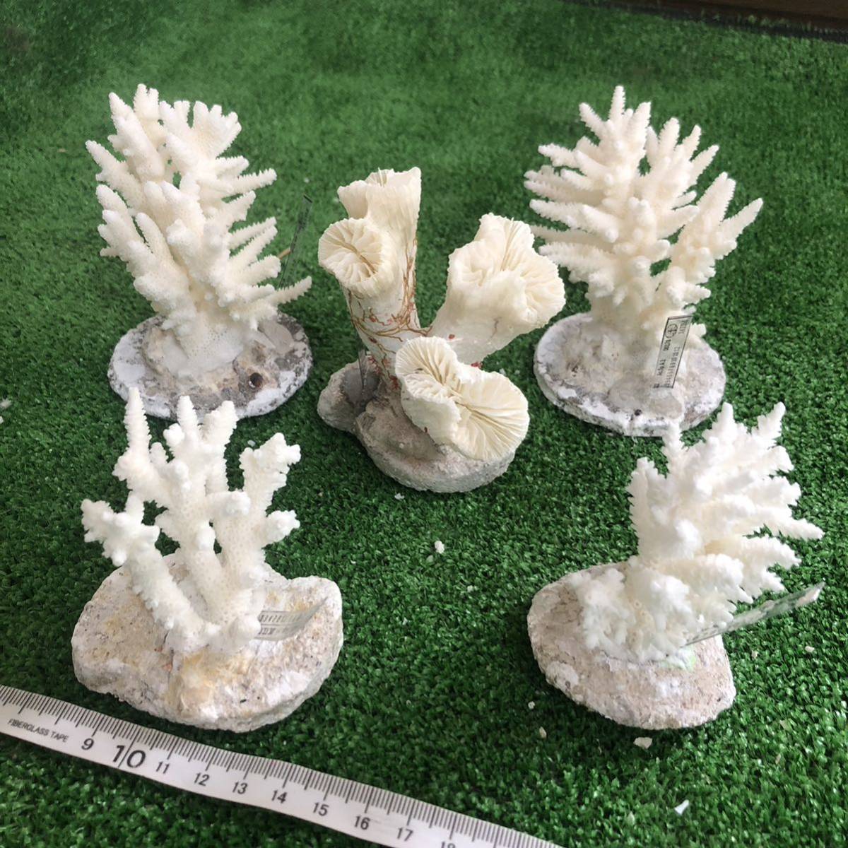 22 サンゴ 珊瑚 置物 飾りサンゴ 飾り 欠片 サンゴ礁 珊瑚礁 白珊瑚