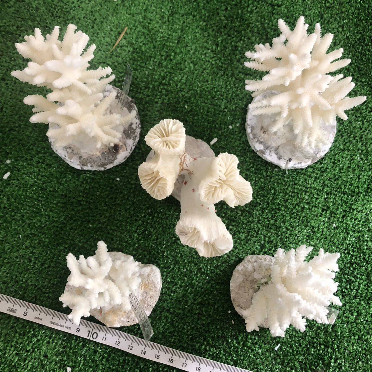 22 サンゴ 珊瑚 置物 飾りサンゴ 飾り 欠片 サンゴ礁 珊瑚礁 白珊瑚 
