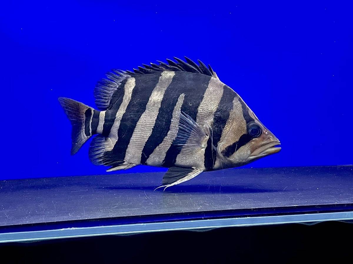 熱帯魚ダトニオ パーフェクトバンド腹巻 熱帯魚ダトニオ パーフェクトバンド腹巻