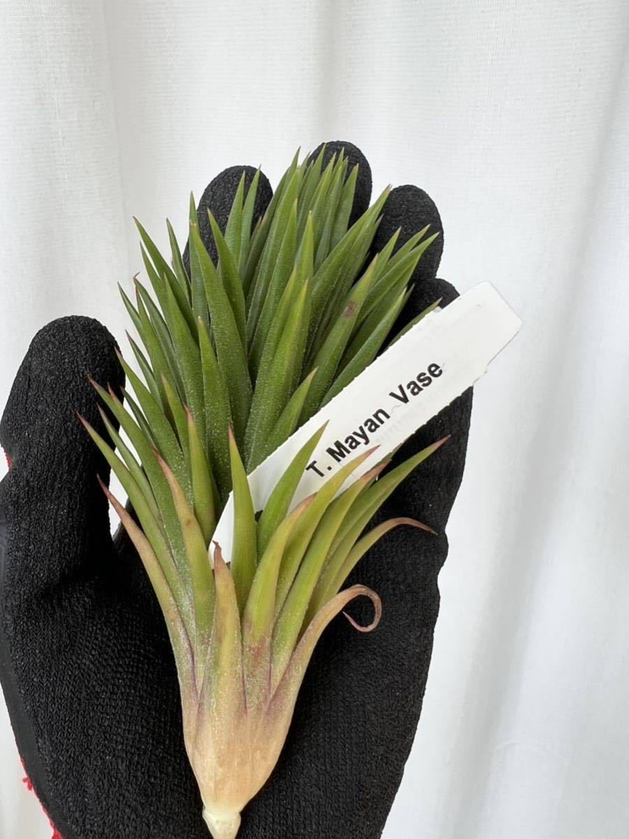Tillandsia 'Mayan Vase' チランジア チランドシア イオナンタ