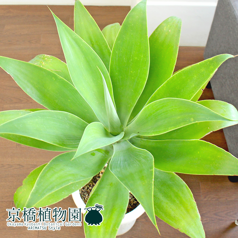 現品】アガベ・アテナータ 8号 白鉢（1）Agave attenuata | FTB.PT