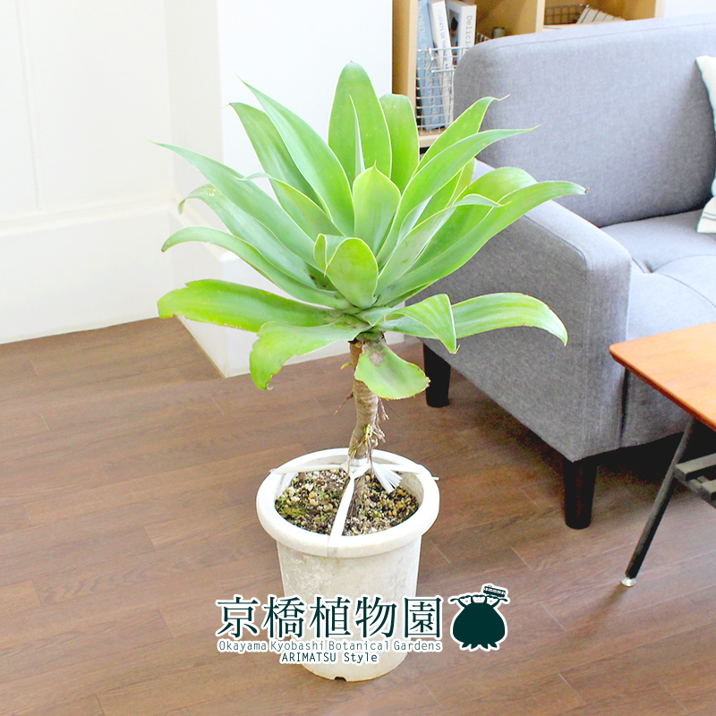 現品】アガベ・アテナータ 8号 白鉢（1）Agave attenuata | FTB.PT
