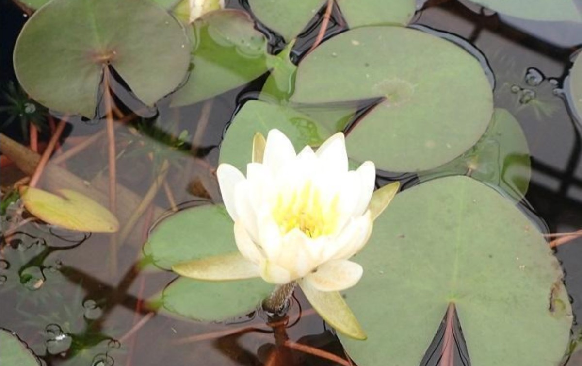 ヒツジグサ1株（根付・中株）未草 羊草 山野草 睡蓮 苗 スイレン蓮