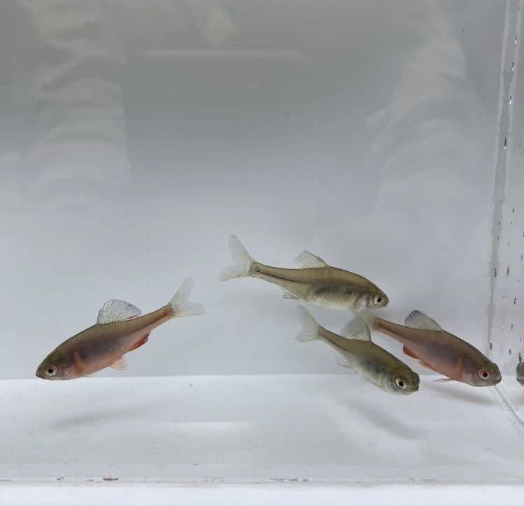 火山タナゴ 2ペア タナゴ きれいな 魚 たなご 火山(川魚)｜売買された 