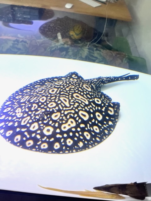 Litlle Nap Apua】ダイヤモンドポルカ オス 広島県有名ショップの血統 