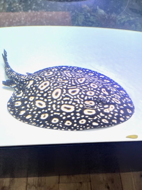 Litlle Nap Apua】ダイヤモンドポルカ オス 広島県有名ショップの血統 