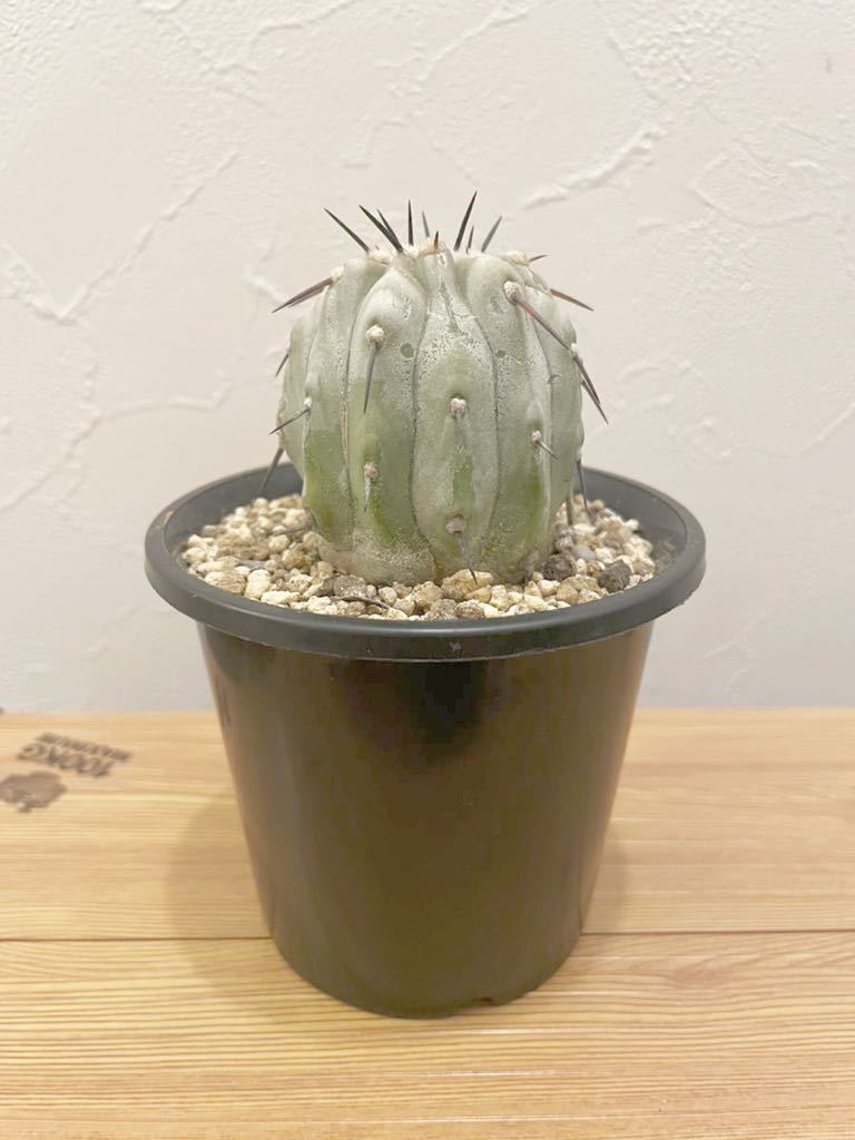 コピアポア シネレア 黒王丸 現地球カキコ 大株コピアポア シネレア