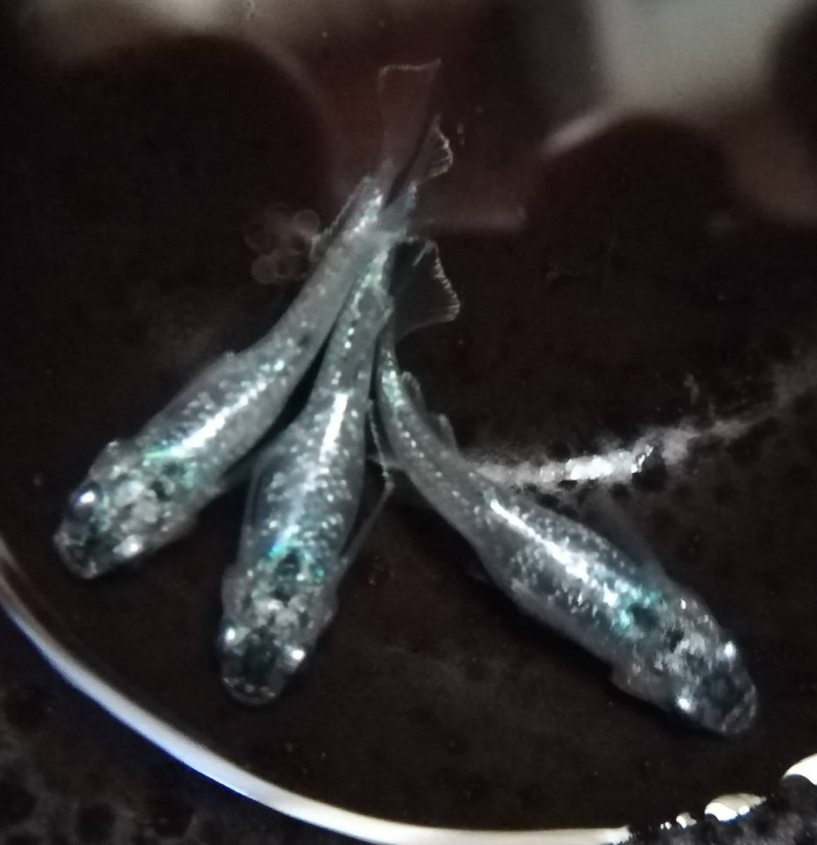 【メダカ ゴブリン 種親候補 トリオ雌2雄1 産卵中　サボテン×プロメテウスF4】