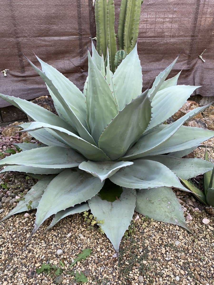 引き取り限定『特大大株』Agave オバティフォリア 強棘 地植え 引き取り限定『特大大株』Agave オバティフォリア 強棘 地植え