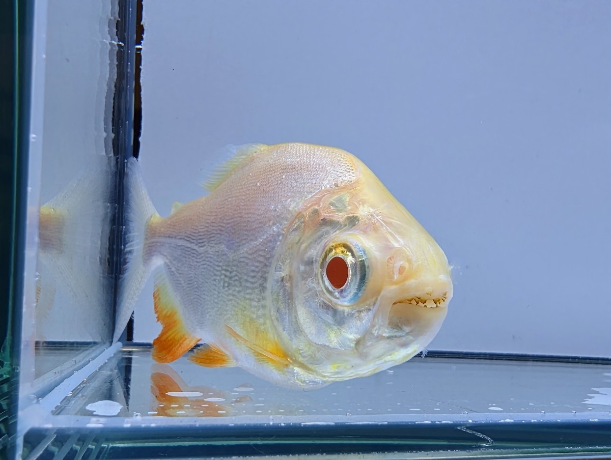 大型魚アルビノコロソマ3匹