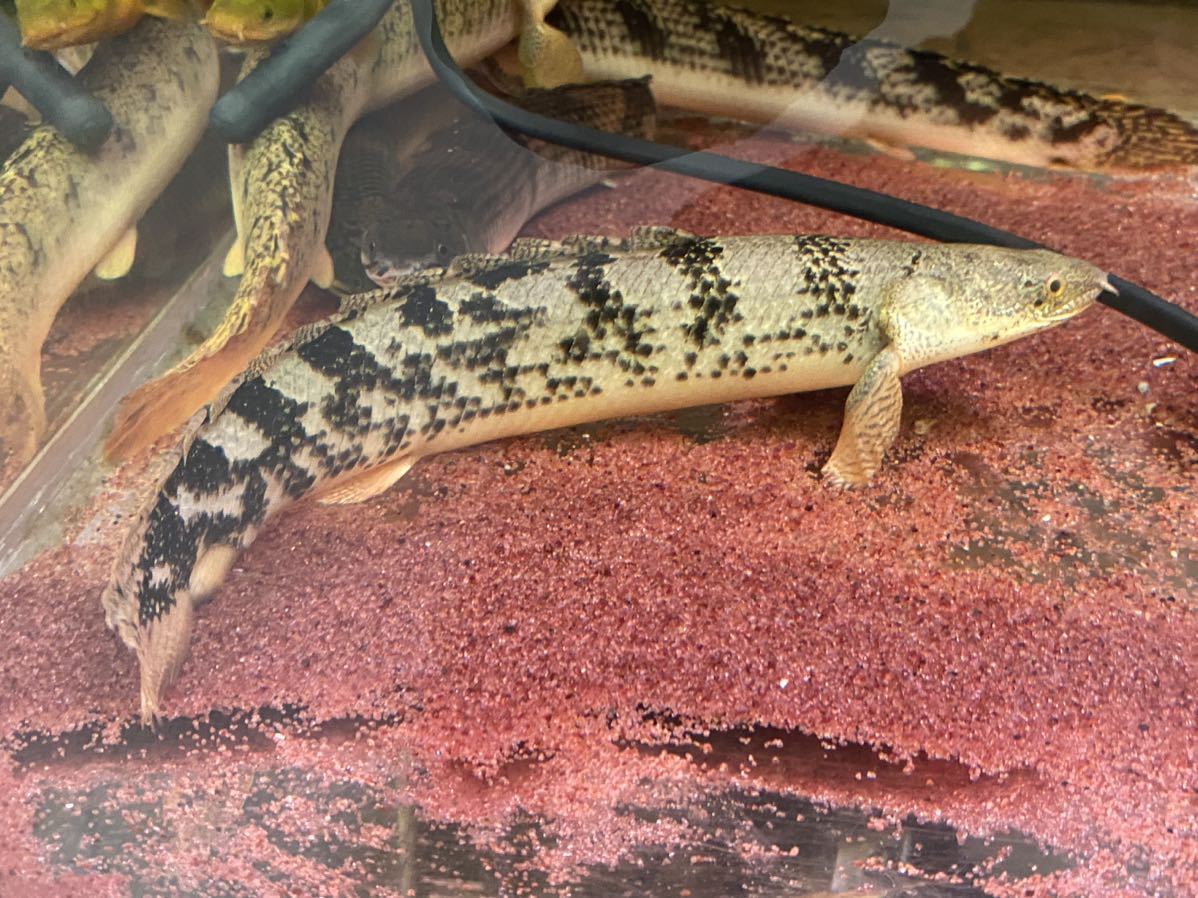 ポリプテルスセット3匹(3種類)セット