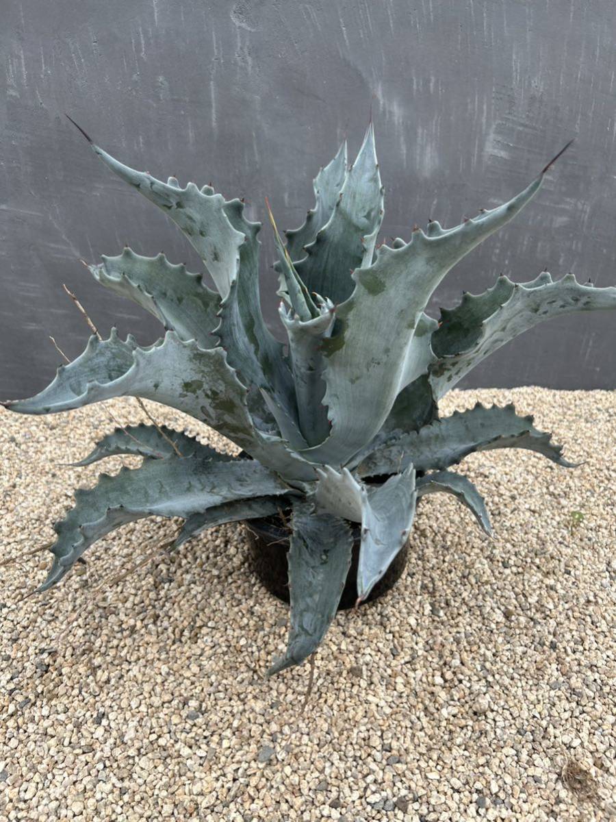 Agave americana var. protoamericana 'Funky Toes' アガベ プロト