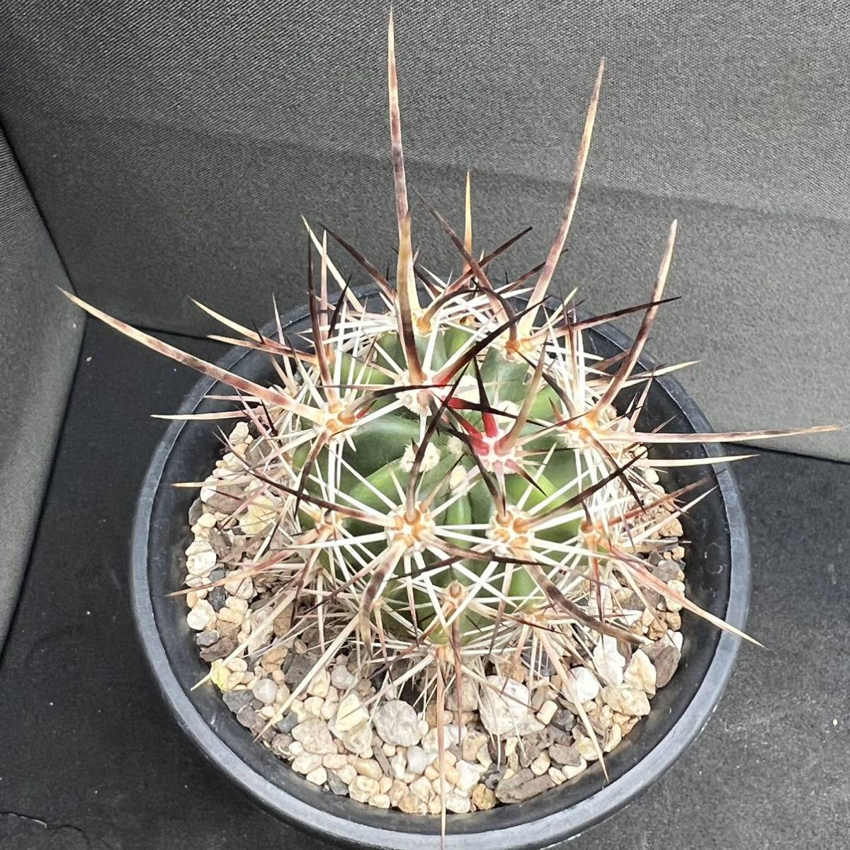 エキノケレウス 実生 リンゼイ サボテン多肉植物 [浦部陽向園]エキノ