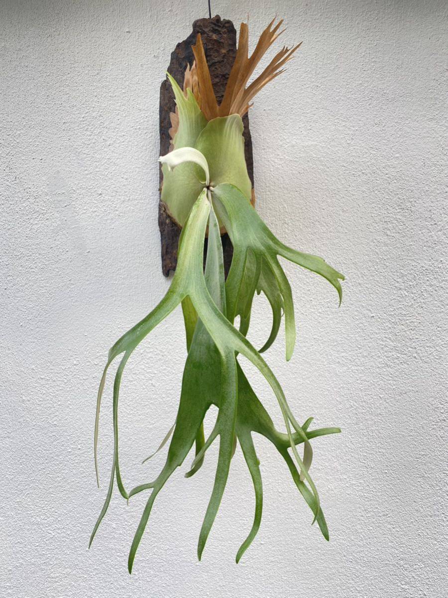 P. Willinckii 