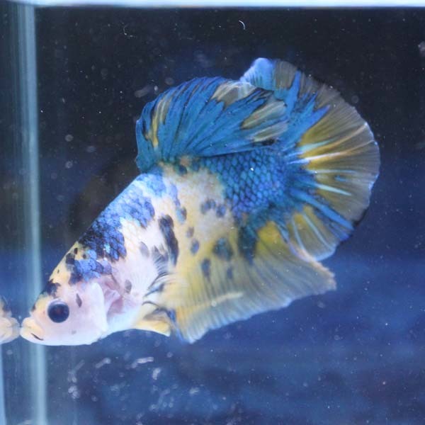 ベタ ジャイアントプラカット オス コイ 04M0702-010 生体 熱帯魚 