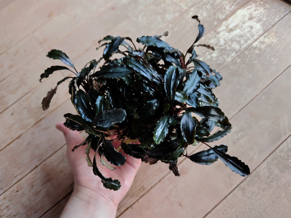 ブセファランドラ sp. ブラウニーパープル Bucephalandra sp. Brownie