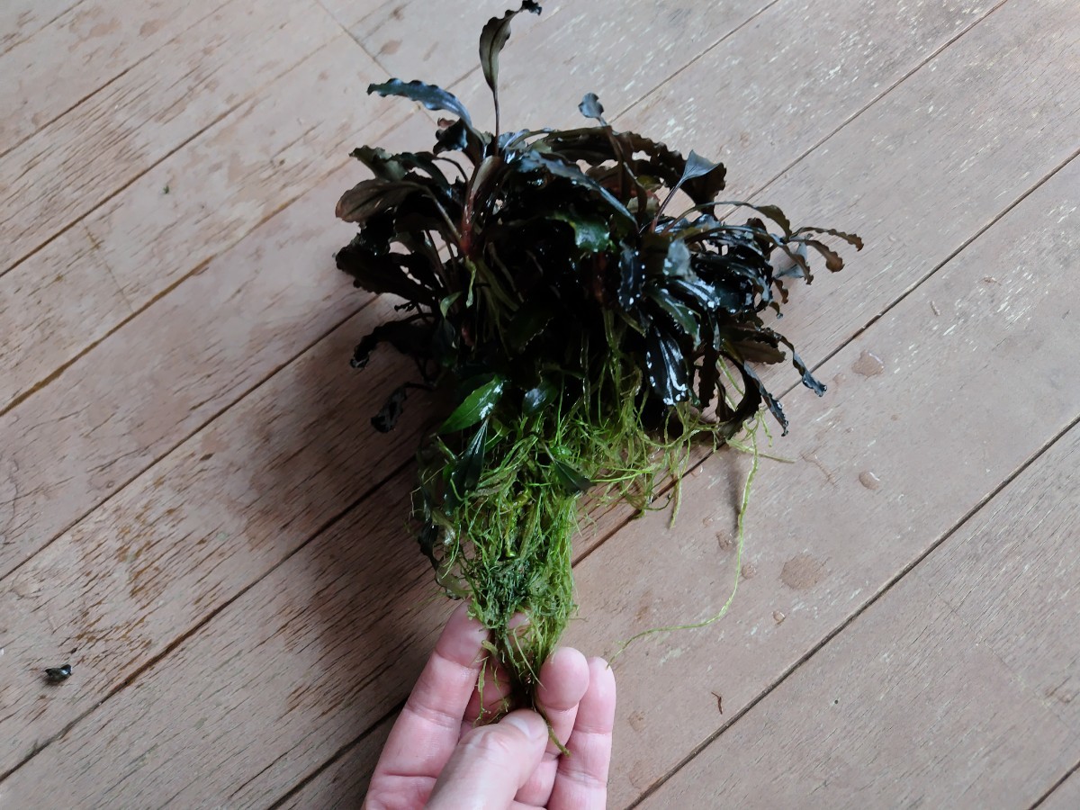 ブセファランドラ sp. ブラウニーパープル Bucephalandra sp. Brownie