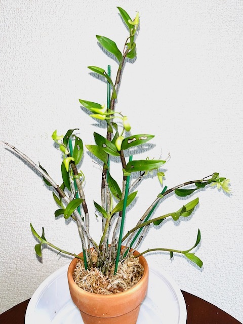 野生蘭・トサノキバナセッコク・（山採り株立ち）⑤