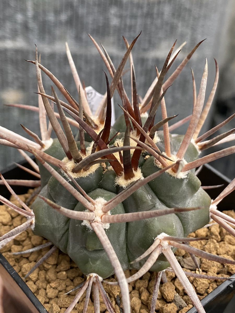 ギムノカリキウム 守金魔天竜 実生 守金魔天竜 実生