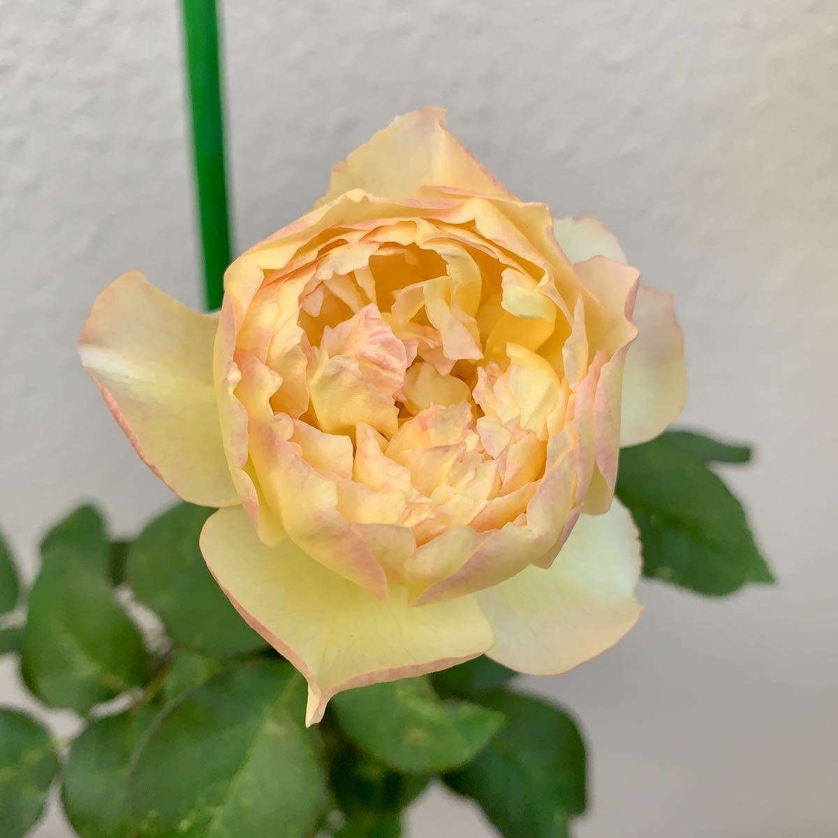 和バラ苗 わばら 入手困難バラ 和バラ苗 わばら 入手困難バラ