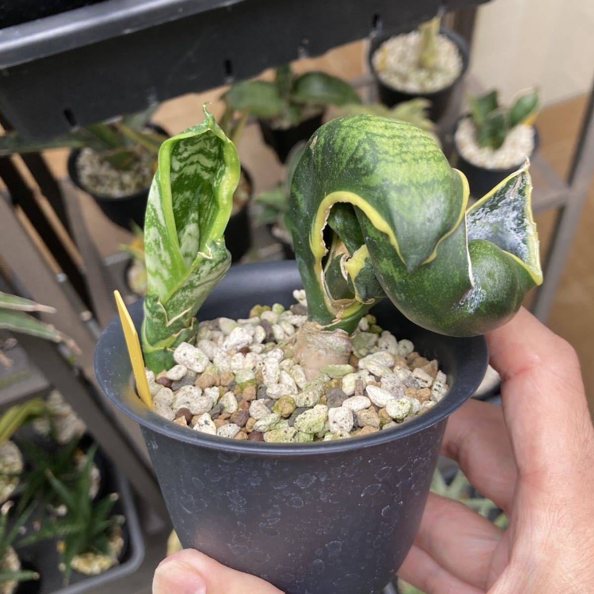 1円〜 サンセベリアBird Beak サンスベリア Sansevieria 花、園芸 観葉