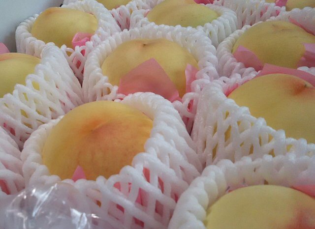 岡山の清水白桃、どーんとお安く