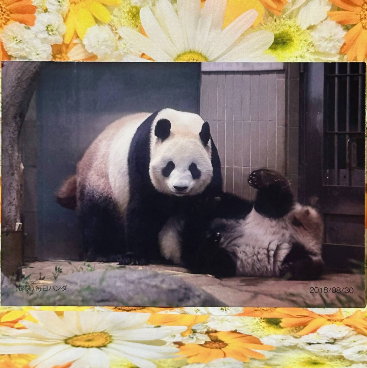 大得価，高品質 タンタン クリアファイル ポストカード 王子動物園 パンダ