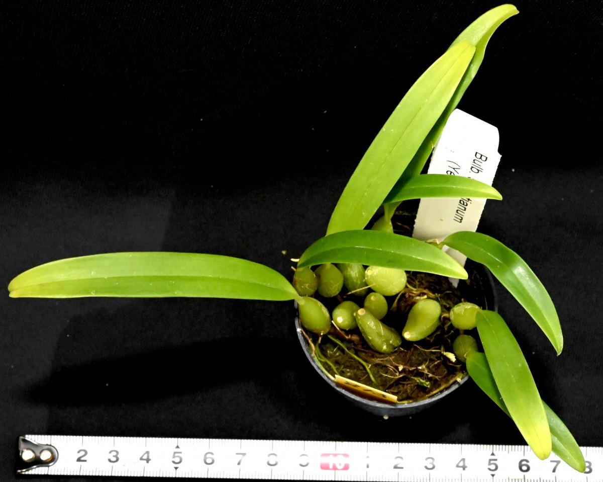 寒蘭 洋蘭原種 (813) Bulbophyllum skeatianum (Yellow) バルボフィラム