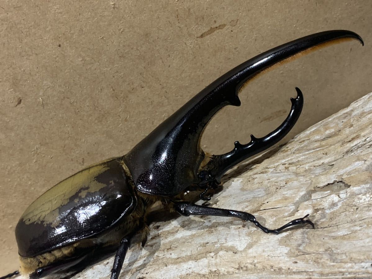 ♂170gエクアドル産レックスゾウカブト3令幼虫ペア(旧アクティオン