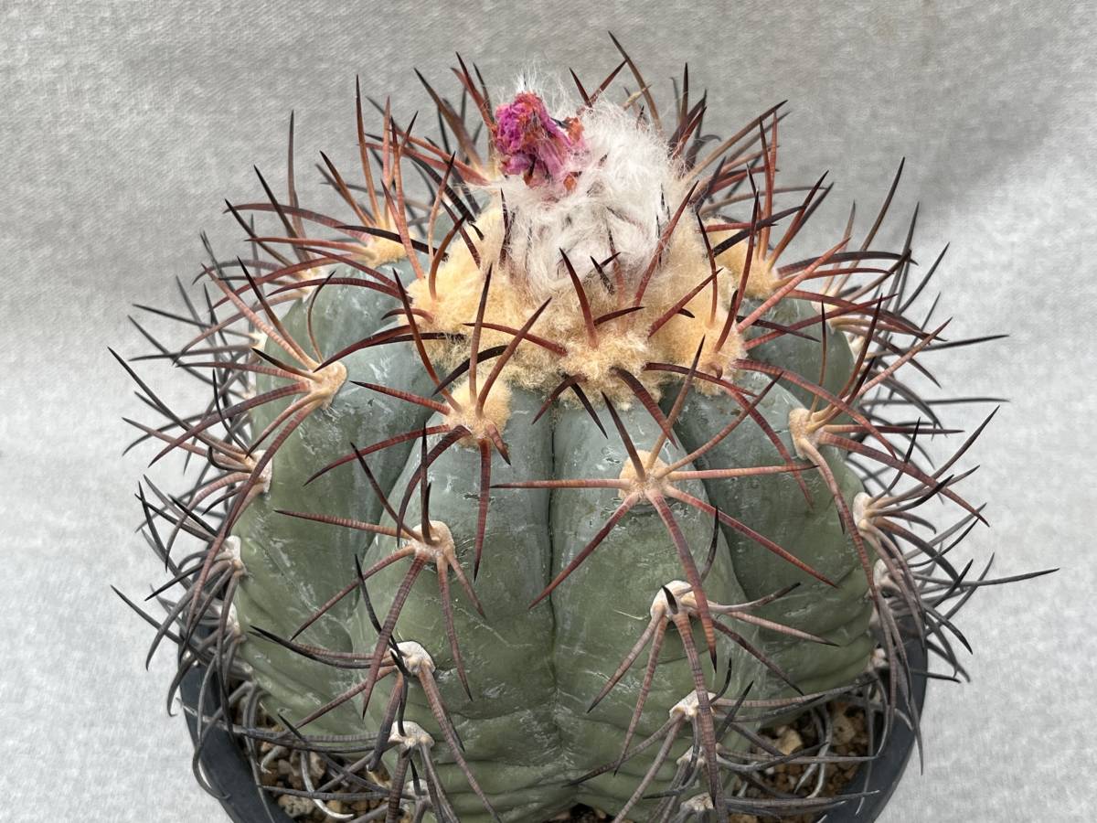サボテン 多肉植物 エキノカクタス 太平丸C 抜き苗発送のみ 太平丸