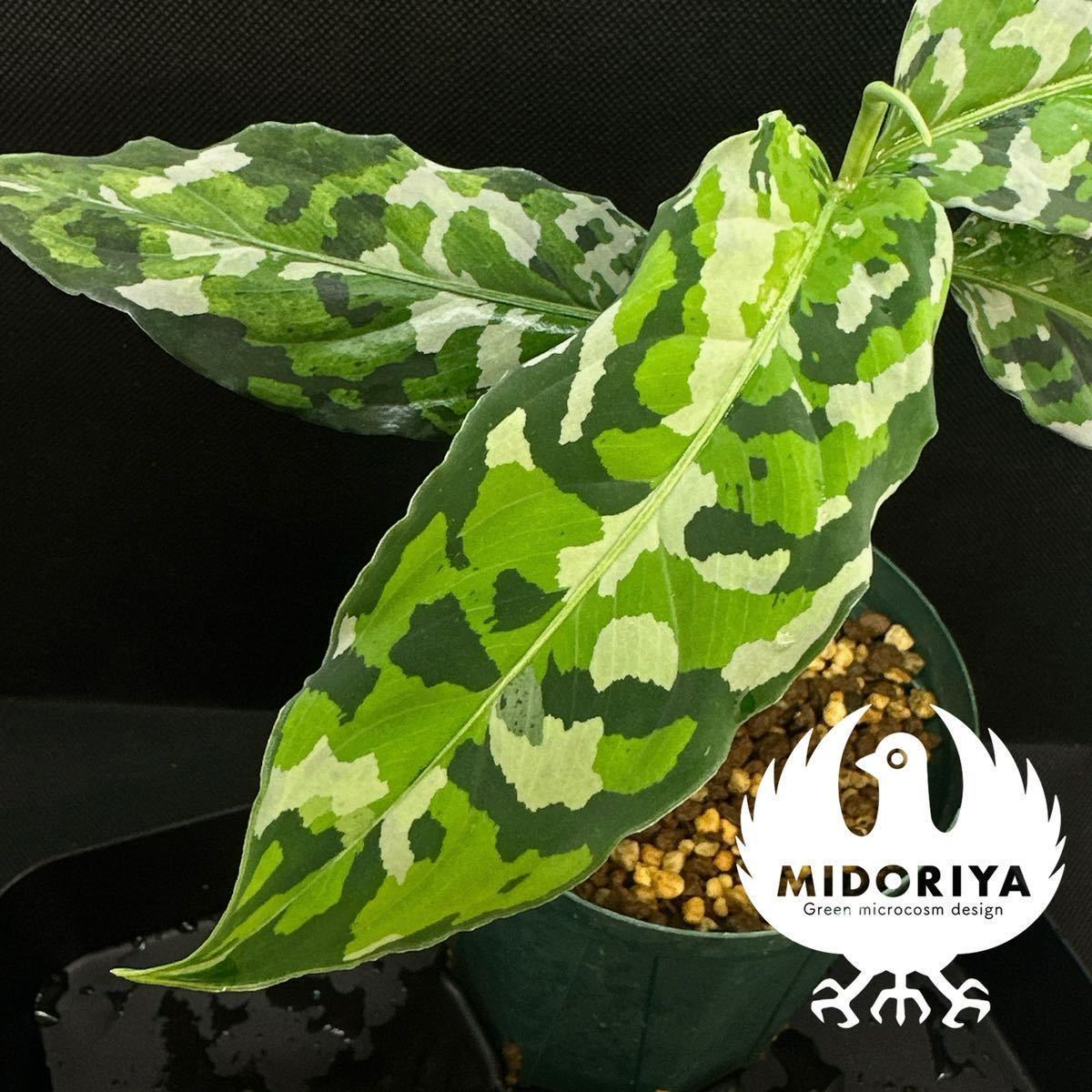 緑◇屋 |Aglaonema pictum tricolor ANDAMAN Port Blair 北部 緑◇屋 |Aglaonema pictum tricolor ANDAMAN Port Blair 北部