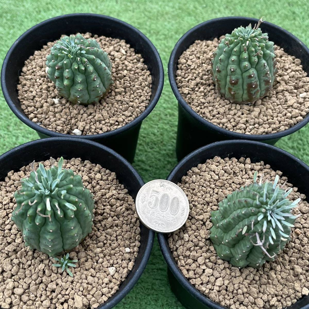 ≧∇≦）多肉植物 ハオルチア ユーフォルビア 群星冠 4鉢セット