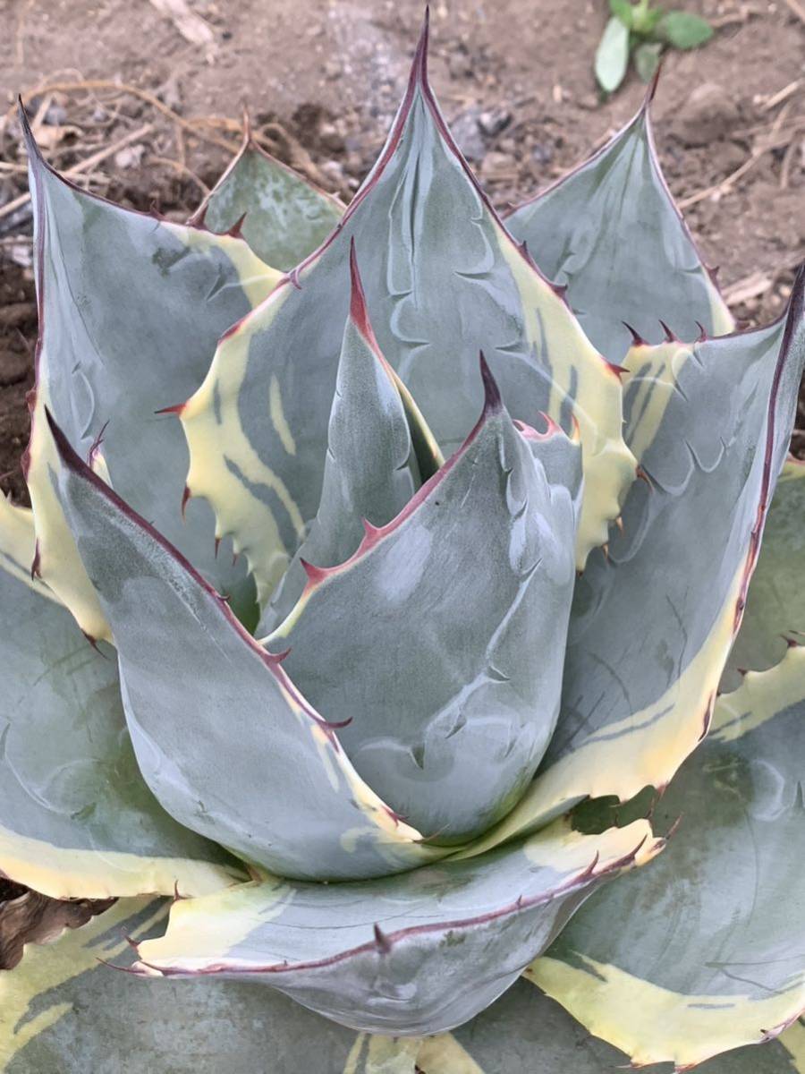 アガベ オバティサナ シースター カキコ パラサナ オバティフォリア