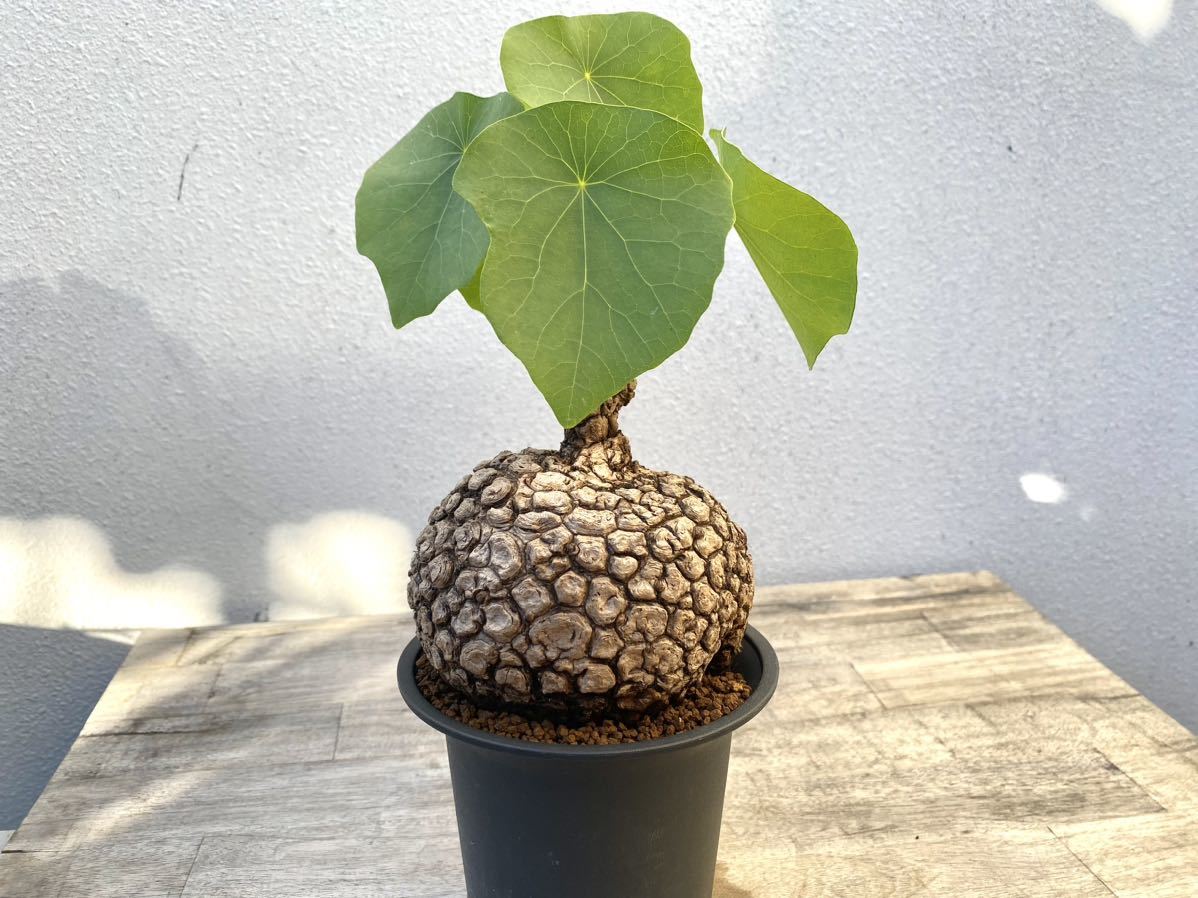 ステファニア スベローサ 3寸鉢 発根済 ③検)塊根植物 コーデックス