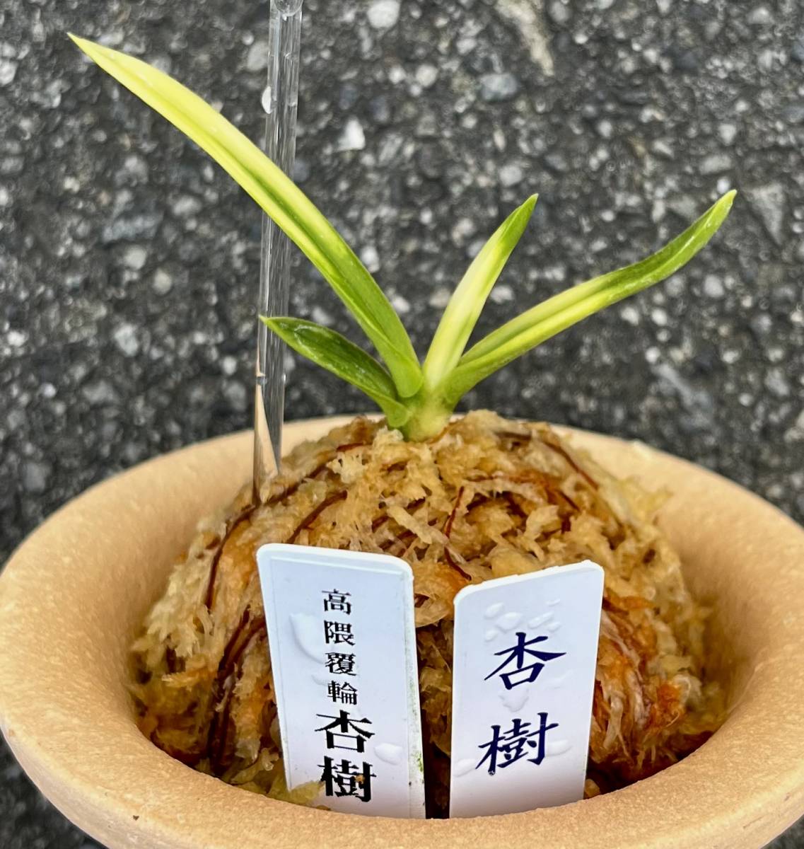 富貴蘭【杏樹】伝統園芸　東洋蘭　斑入り山野草　　　　《富貴蘭を楽しんで》